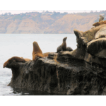La Jolla Cove 005