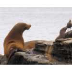 La Jolla Cove 006
