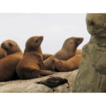 La Jolla Cove 007