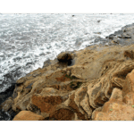 Point Loma Tidal Pools 015