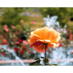 Rose Garden Inez Grant Park Memorial 001