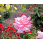 Rose Garden Inez Grant Park Memorial 002