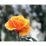 Rose Garden Inez Grant Park Memorial 005