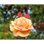 Rose Garden Inez Grant Park Memorial 006