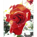 Rose Garden Inez Grant Park Memorial 007