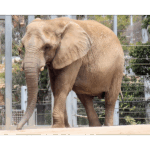 San Diego Zoo - Elephant 001