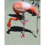 San Diego Zoo - Flamingo 001