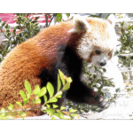 San Diego Zoo - Red Panda 001