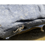 Tidal Pools at Ocean Beach 002