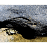 Tidal Pools at Ocean Beach 004