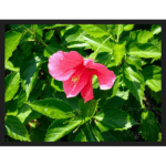 Hibiscus 002