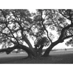 Washington County - Old Baylor Tree 001