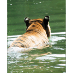 Houston Zoo - Tiger 003
