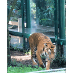 Houston Zoo - Tiger 002