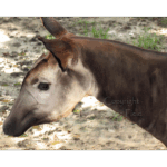 Houston Zoo - Okapi 002