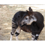 Houston Zoo - Okapi 001