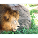 Houston Zoo - Male Lion 001