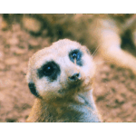 Houston Zoo - Meerkat 004