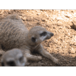 Houston Zoo - Meerkat 003
