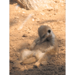 Houston Zoo - Meerkat 002