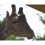 Houston Zoo - Giraffe 007
