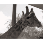 Houston Zoo - Giraffe 006