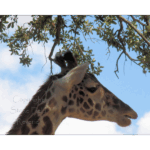 Houston Zoo - Giraffe 005