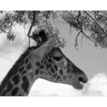 Houston Zoo - Giraffe 004