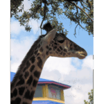 Houston Zoo - Giraffe 003
