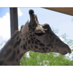 Houston Zoo - Giraffe 001