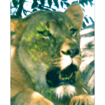 Houston Zoo - Female Lion 004