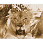 Houston Zoo - Female Lion 002