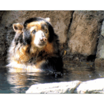 Houston Zoo - Andean Bear 005