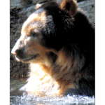Houston Zoo - Andean Bear 004
