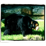 Houston Zoo - Andean Bear 003