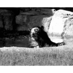 Houston Zoo - Andean Bear 002