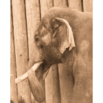 Houston Zoo - Asian Elephant 005