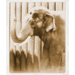 Houston Zoo - Asian Elephant 003