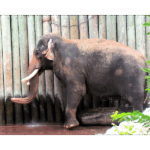 Houston Zoo - Asian Elephant 002