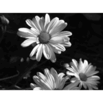 Mercer – Pulling Back