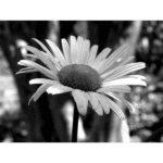 Mercer – Oxeye Daisy 002
