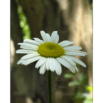 Mercer – Oxeye Daisy 001