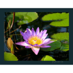 Mercer –  Nymphae sp (Side)