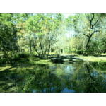 Mercer – Wildlife Lookout