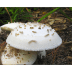 Mercer – Shroom 001