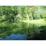 Mercer – Lily Pond (Reflections)