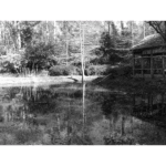 Mercer – Lily Pond (BW)