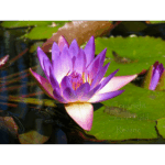 Mercer – Last Lily of the Season