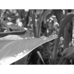 Mercer – BW Drops 003