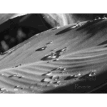 Mercer – BW Drops 002